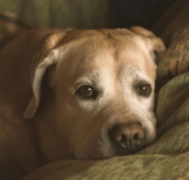Image of: “My Senior Dog Suddenly Seems Confused”: what it could mean and what to do