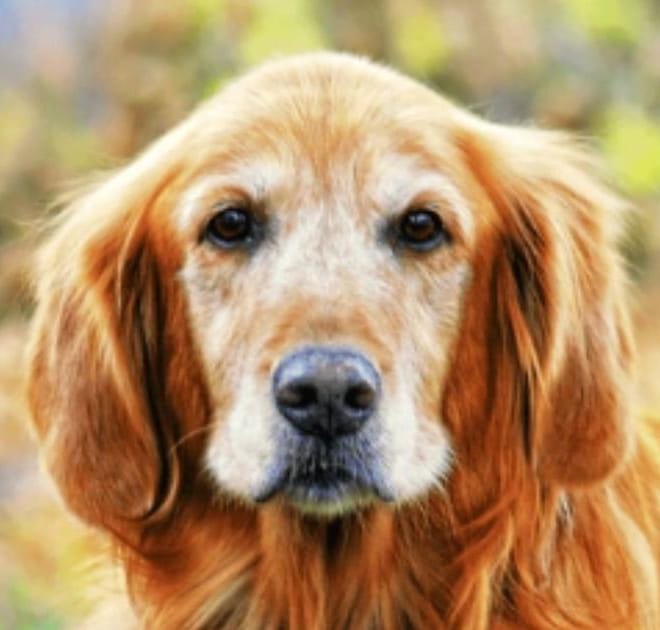 Image of: “My Senior Dog Stares at the Wall”: what it could mean and what to do