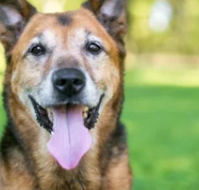 Image of: “My Senior Dog Is Having Accidents Right After Coming Inside”: what it could mean and what to do