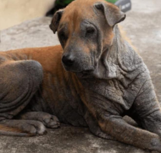 Image of: “My Senior Dog’s Fur Is Thinning”: What It Could Mean and What to Do