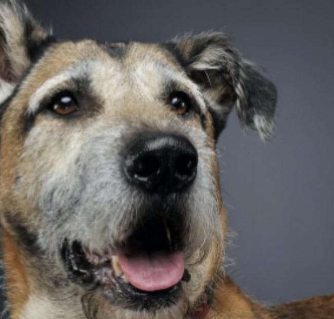 Image of: “My Senior Dog Is Shivering for No Reason”: what it could mean and what to do