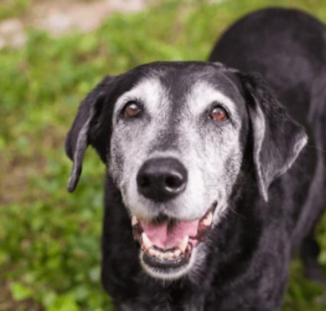 Image of: “My Senior Dog’s Gums Look Pale”: What It Could Mean and What to Do