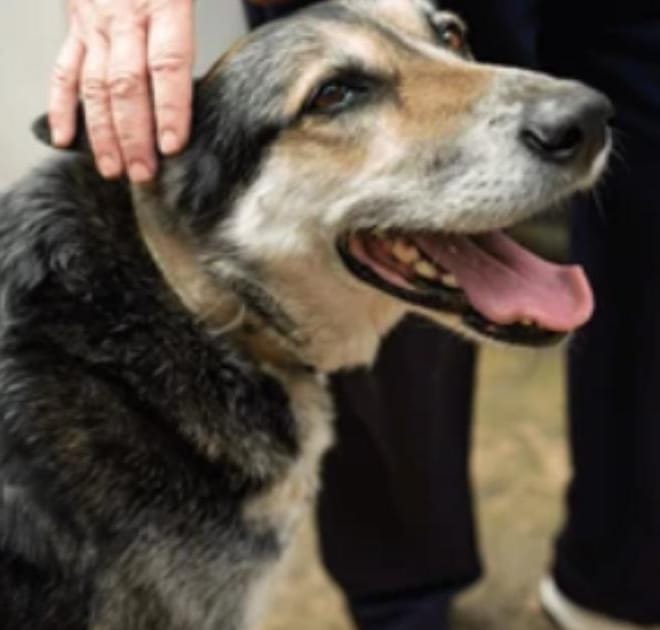 Image of: “My Senior Dog Seems More Clingy Than Usual”: what it could mean and what to do