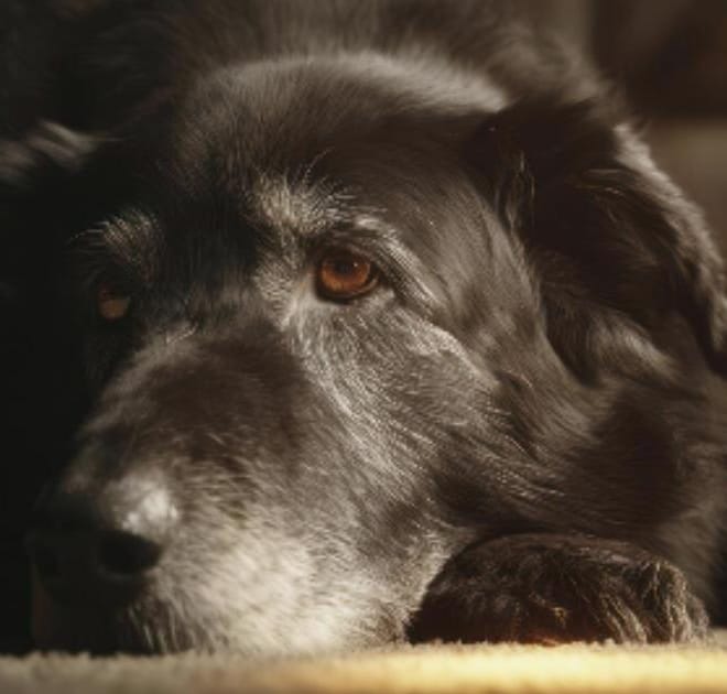 Image of: “My Senior Dog Suddenly Hates Car Rides”: what it could mean and what to do