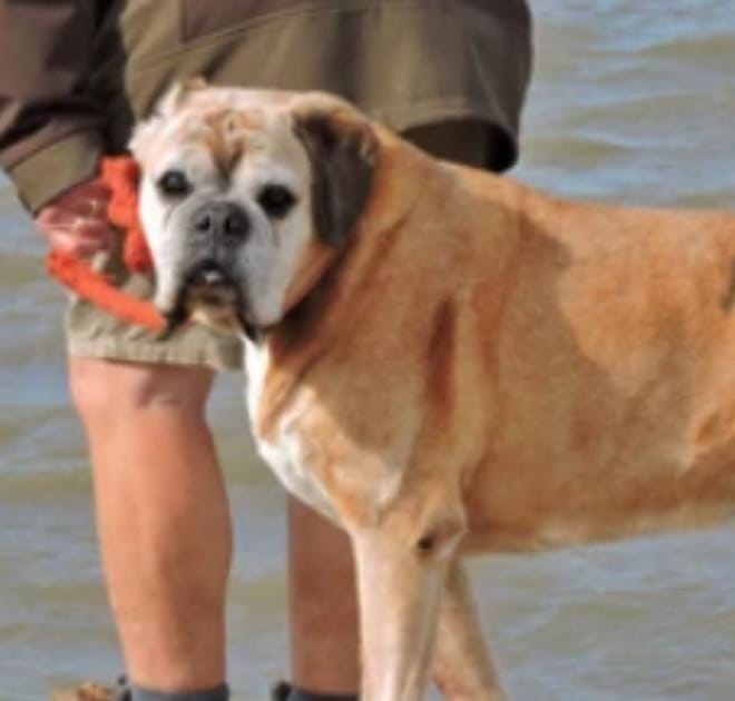 Image of: “My Senior Dog Has Lumps That Weren’t There Before”: What It Could Mean and What to Do