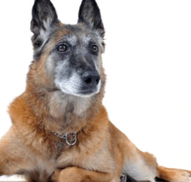 Image of: “My Senior Dog Is Weak in the Back Legs”: What It Could Mean and What to Do